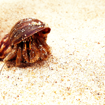 Mirissa - You're my lobster! - Friends