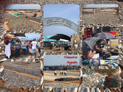 Sri Lanka - Vismarkt Negombo