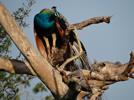 Sri Lanka - Pauw, natuurpark Sri Lanka