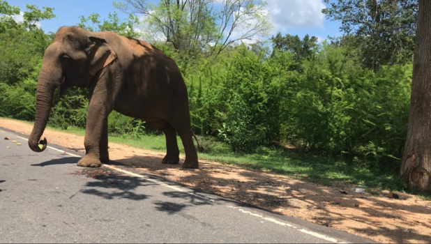 Sri Lanka - Elephant on the road