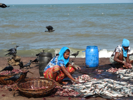 Sri Lanka - Verse vis