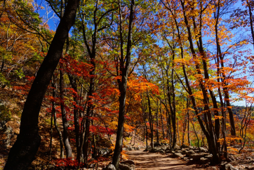 Zuid-Korea - Herfst in Korea