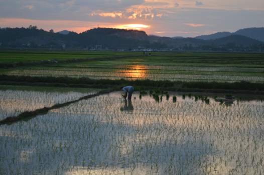 Rondreis langs de kust van Vietnam - Laatste rijstplantjes zetten voordat de avond invalt