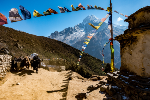 Everest Base Camp - Aan de kant voor de yak karavaan