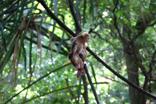 Thailand - Spelende aapjes