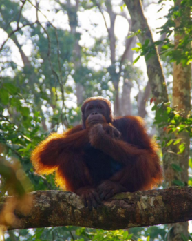 Rondreis door Maleisisch Borneo - Orang- oetan (king of the remaining rainforest ♥️) waiting patiently for some bananas
