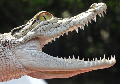 Sri Lanka - Wie durft ?