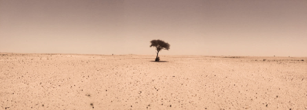 Doha - Lonely tree