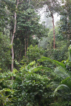 Maleisië - Oerwoud Maleisie