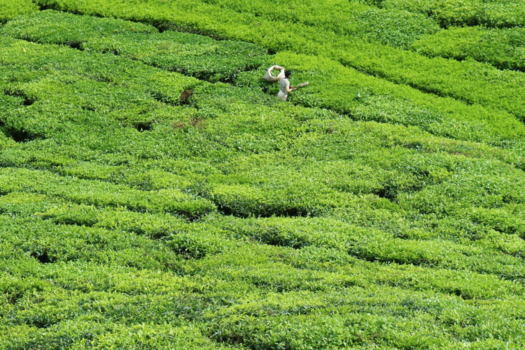 Cameron Highlands - Hardwerkende Theeplukker