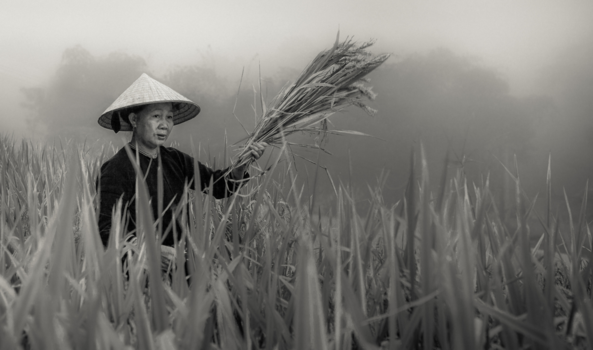 Vietnam - Pandan  of Basmati  ?