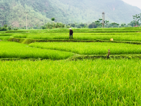 Mai Chau - Prachtige rijstvelden in Vietnam