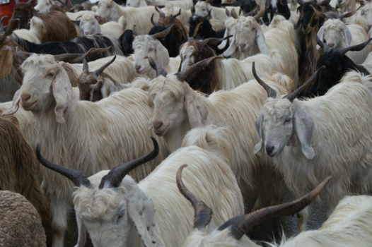 Ladakh - file op de weg naar Leh