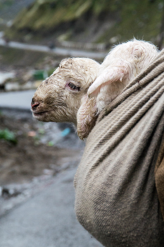 Ladakh - Zij hoeven niet te lopen