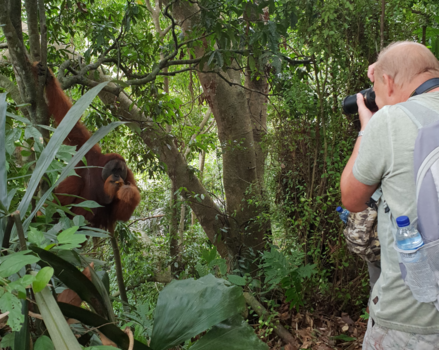 Maleisië - De aap gespot (Indonesië)