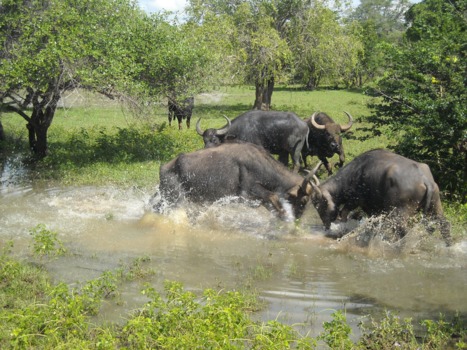 Yala National Park - Waterballet