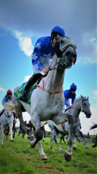 Jeju-do - The race
