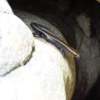 Thailand - Salamander