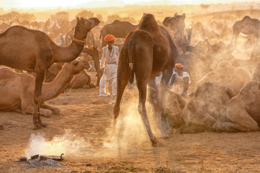 India - Pushkar kamelenmarkt