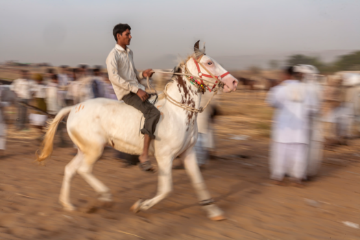 India - trotse paardrijder