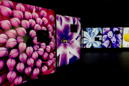 Botanical Gardens - Botanical Gordens Flower Dome