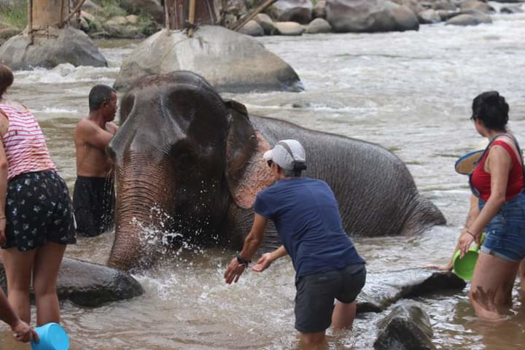 Rondreis Thailand in twee weken - Op stap met olifanten