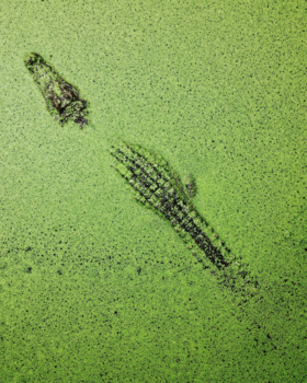 Vietnam - See ya later alligator!