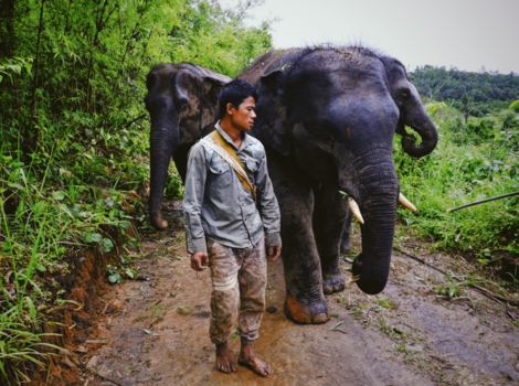 Chiang Mai - Wandelen met olifanten