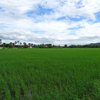 Thailand - Rijstvelden