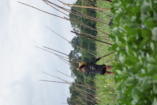 Myanmar - Farmer Inle Lake, Myanmar