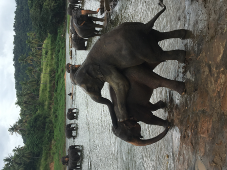 Sri Lanka - Welkom in slurfenland.