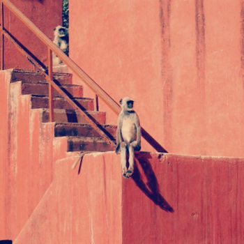 Ranthambore National Park - Monkeys watching tourists in Rathambore National Park, Rajasthan, India