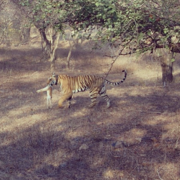 Ranthambore National Park