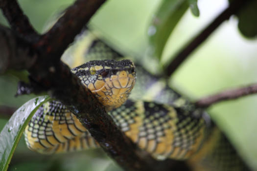 Pulau Penang - Temple Viper in de Snake Temple - Penang, Maleisië
