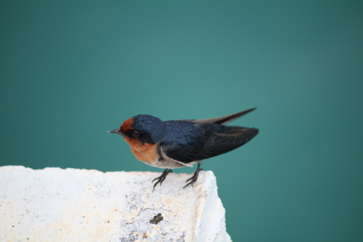 Pulau Langkawi - Prachtige vogel op het resort - Berjaya Resort, Langkawi, Maleisië