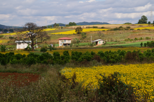 Kalaw - Mooie landschappen met koolzaad