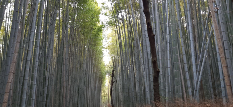 Japan - Bamboe forest