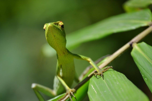 Sri Lanka - ik ben onzichtbaar