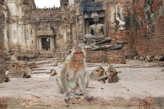 Lopburi - De stad van de apen