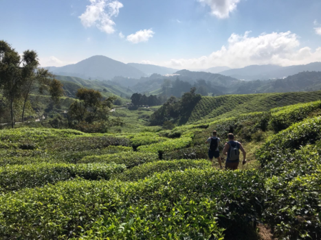 Maleisië - We waanden ons een weg tussen de theeplantages in Maleisië