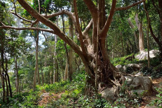 Vietnam - De jungle bij Mui ne.