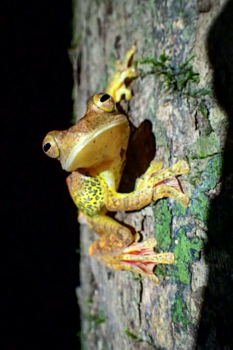 Rondreis door Maleisisch Borneo - Frog at night in the rainforrest