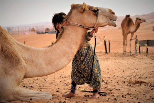 Oman - Haar kameel