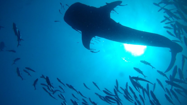 Thailand - Whaleshark @Koh Tao