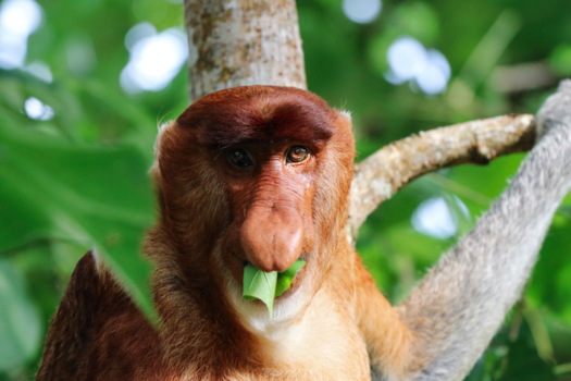 Rondreis door Maleisisch Borneo - Proboscis monkey (Borneo)