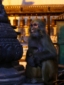 Kathmandu - The monkey temple