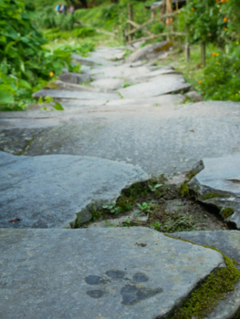 Annapurna Trail Trek - Where's the wildlife?