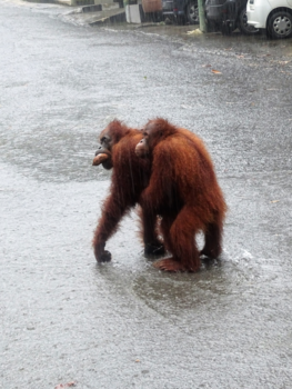 Maleisië - Moeder en zoon in de stromende regen, Borneo, Maleisie