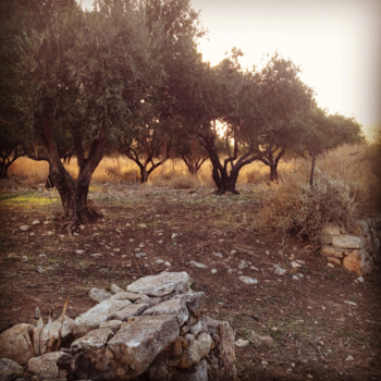 Jordanië - Olijfbomen bij zonsondergang in Jordanië