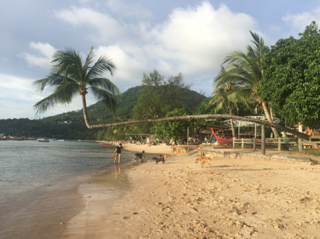 Koh Tao - Dwarsboom(t)